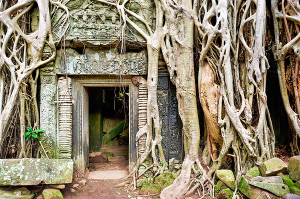 Ancient temple ruins consumed by massive tree roots. Digital Download