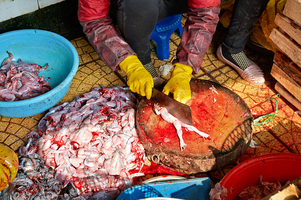Market activity in Hanoi with fish preparation in progress Digital Download