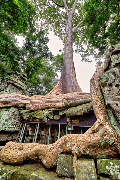 Giant tree roots engulf ancient temple ruins. Digital Download