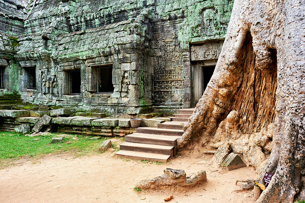 Ancient temple ruins intertwined with giant tree. Digital Download