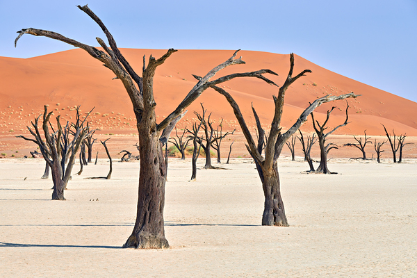 Dried camel thorn trees in Deadvlei pan in Namibia Digital Download