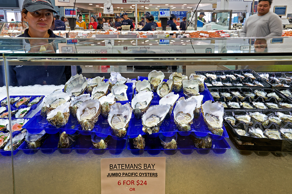Fresh oysters on display at a seafood market. Digital Download