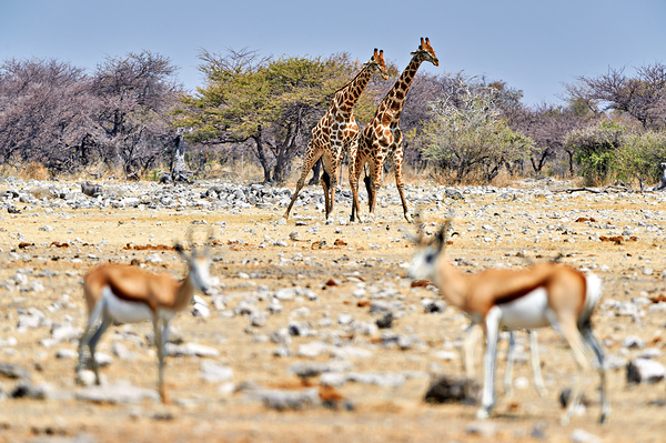 Giraffes and springboks in Etosha National Park Namibia Digital Download