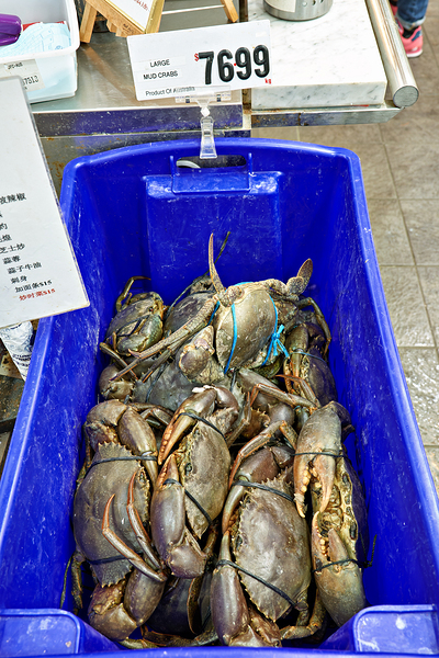 Large Mud Crabs for sale at $76.99 per kg. Digital Download