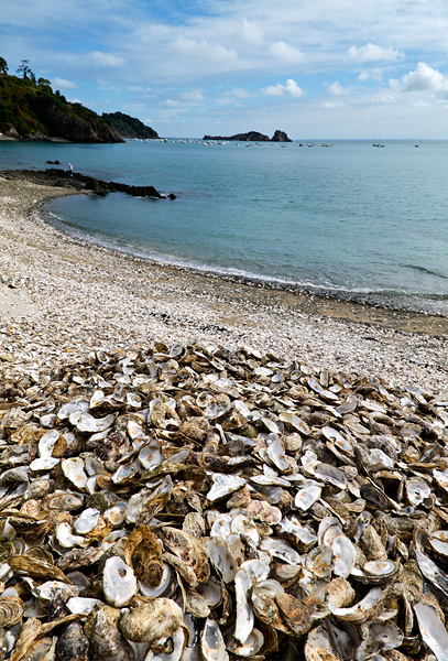 Oyster shells lay on the beach of Cancale Brittany France Digital Download