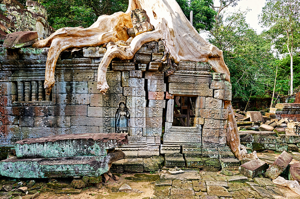 Massive tree roots engulf ancient stone temple ruins. Digital Download