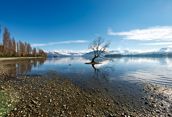 Wanaka Tree in Lake Wanaka on a clear day Otago Digital Download
