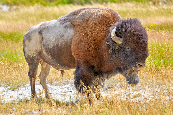 Wild american bison in Yellowstone National Park during summer Digital Download