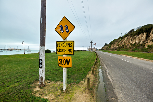 Penguin crossing sign alerts wildlife in Oamaru NZ Digital Download
