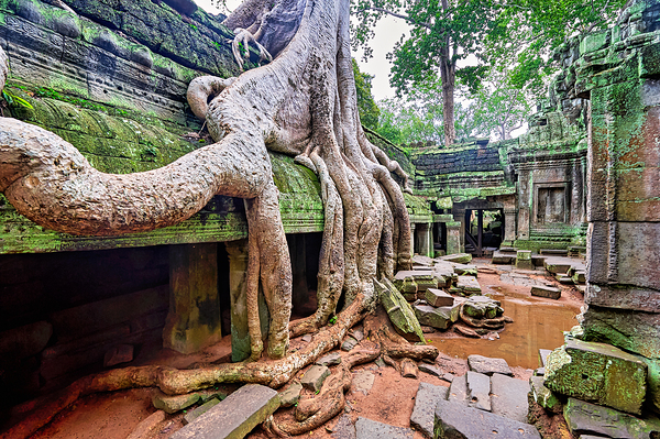 Massive tree roots engulfing ancient moss covered temple ruins. Digital Download