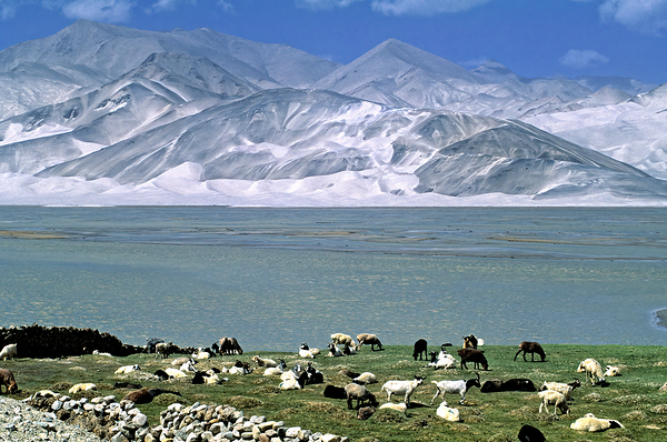 Mountains and livestock in Uzbekistan landscape Digital Download