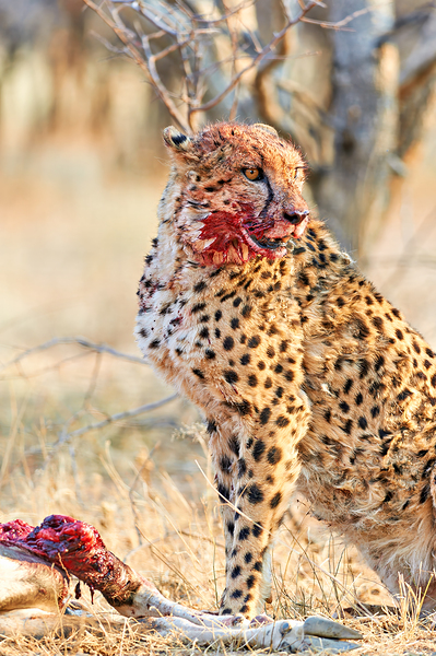 Cheetah eating after a hunt in Okonjima Reserve Namibia Digital Download