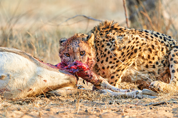 Cheetah feeding on prey in Okonjima Reserve in Namibia Digital Download
