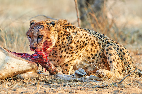 Cheetah feeding on prey in Okonjima Reserve Namibia Digital Download