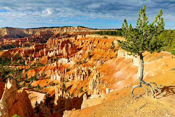 Sunrise at Bryce Canyon National Park near Sunrise Point Digital Download