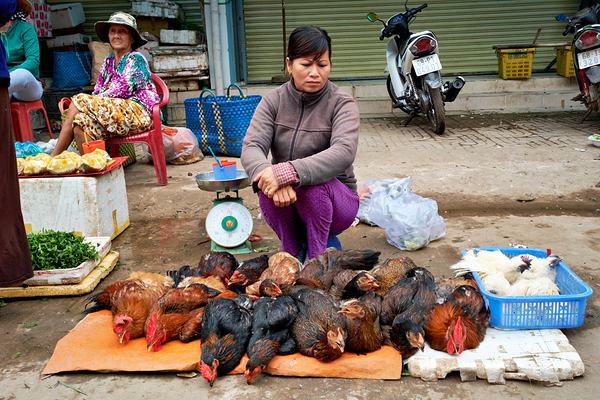 Women selling chickens at market in Phu Quoc Vietnam Digital Download