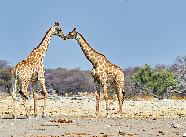 Giraffes cuddling in Etosha National Park in Namibia Digital Download