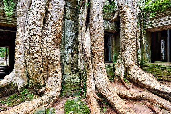 Giant tree roots engulf ancient temple ruins. Digital Download