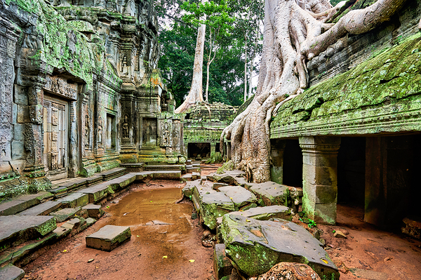 Ancient temple ruins consumed by giant tree roots and jungle. Digital Download
