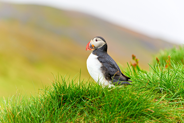 Puffin standing on grass in Borgarfjordur Eystri Iceland Digital Download