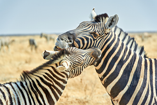 Zebras cuddle together in the wild at Etosha National Park in Na Digital Download