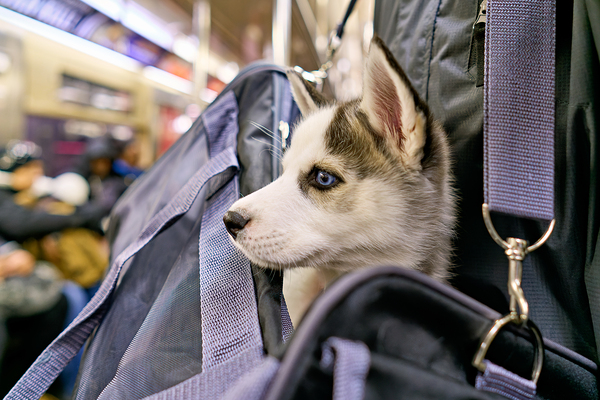 Dog riding in bag on subway in Manhattan New York City Digital Download