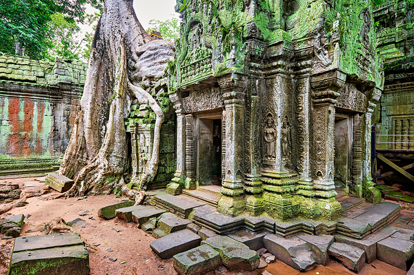 Ancient temple ruins overgrown by massive tree roots and moss. Digital Download