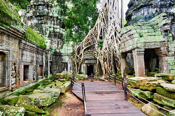 Massive tree roots engulf ancient temple ruins with moss. Digital Download