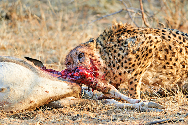 Cheetah feeding on its kill in Okonjima Reserve Namibia Digital Download