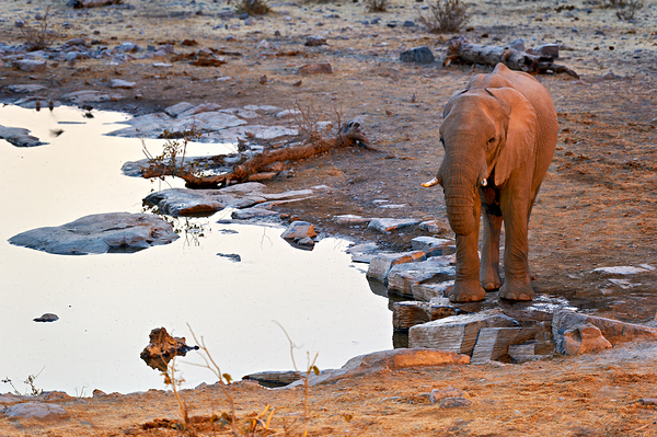 Elephant drinks at waterhole during sunset in Etosha National Pa Digital Download