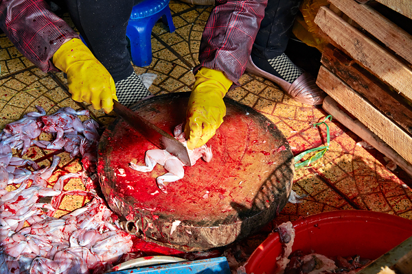 Fresh fish preparation at market in Hanoi during midday Digital Download