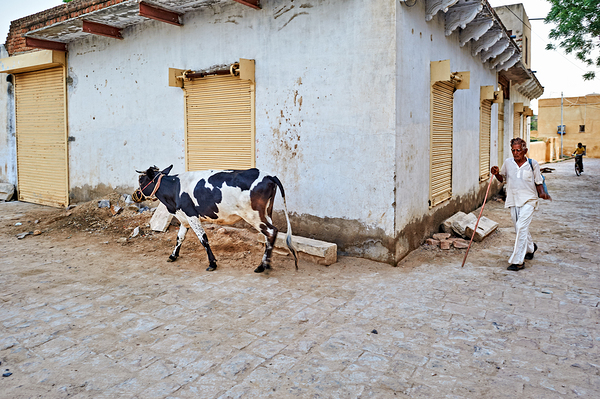 Man walking with cow in Mandawa streets Rajasthan India Digital Download