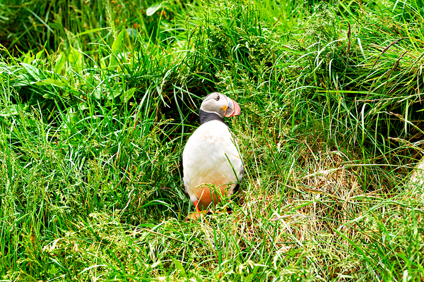 Puffin standing in grass at Borgarfjordur Eystri in Iceland Digital Download