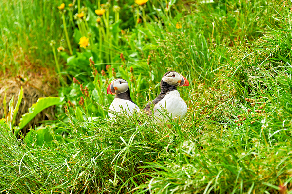 Two puffins resting in Borgarfjordur Eystri Iceland Digital Download