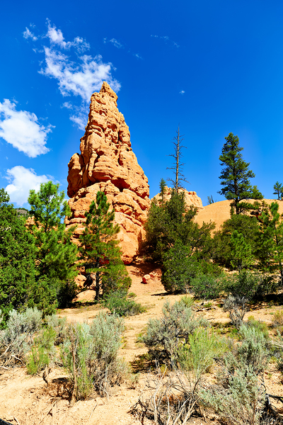 Visit to Dixie National Forest during a sunny afternoon Digital Download