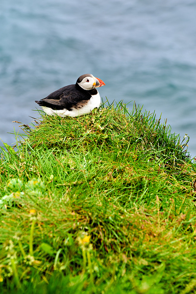 Puffin resting on grass by the sea in Borgarfjordur Eystri Digital Download