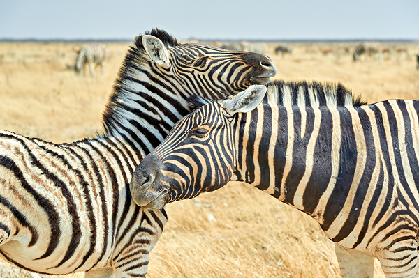 Zebras cuddle in Etosha National Park in Namibia during daylight Digital Download