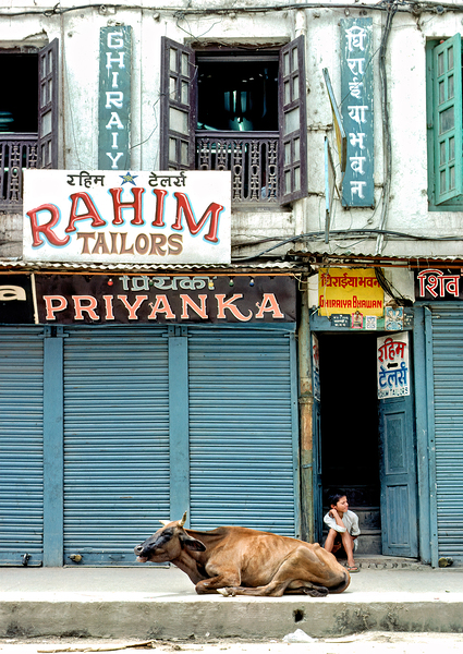 Holy cow resting on the street in Kathmandu Nepal Digital Download