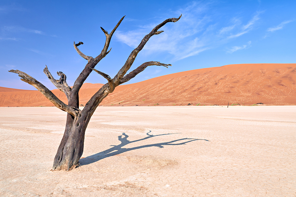 Dry camel thorn tree in Deadvlei clay pan of Namibia Digital Download