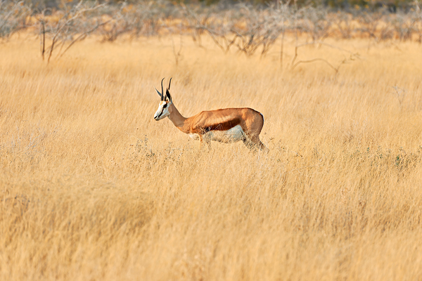 Springbok gazelle antelope walking in Etosha National Park Namib Digital Download
