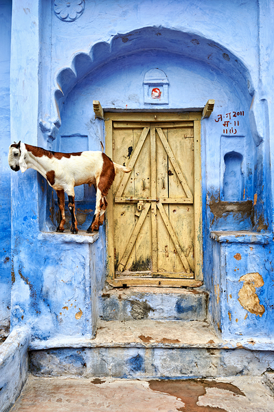 Goat standing on a wall by a wooden door in Bundi Rajasthan Digital Download