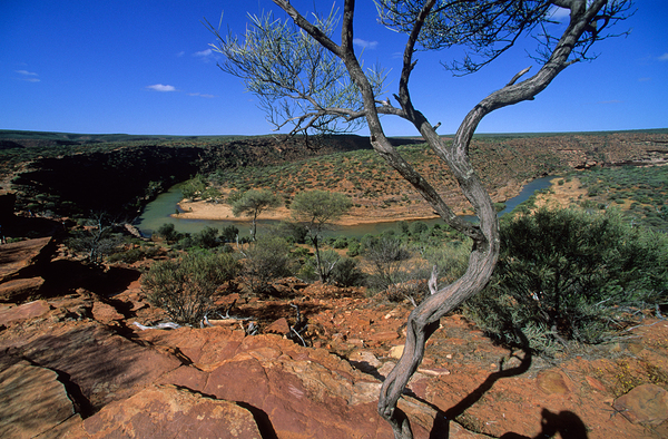 A gnarled tree overlooks a river in a vast canyon. Digital Download