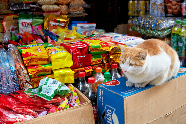 Cat sitting on boxes in Hanoi market during daytime Digital Download