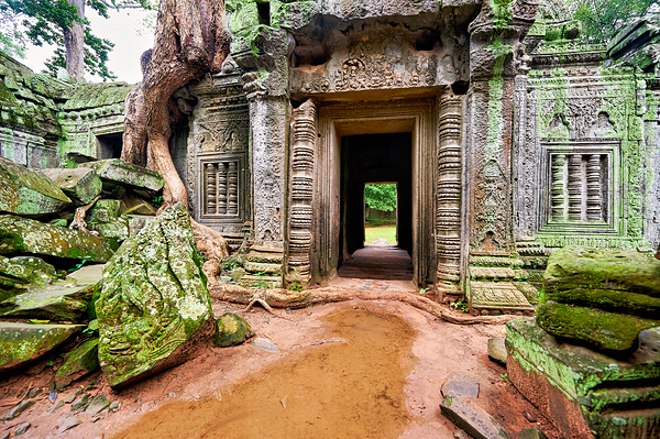 Ancient temple ruins overgrown by trees and moss. Digital Download