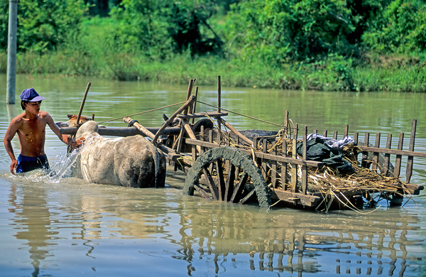 Washing cows in a river in the countryside of Myanmar Digital Download