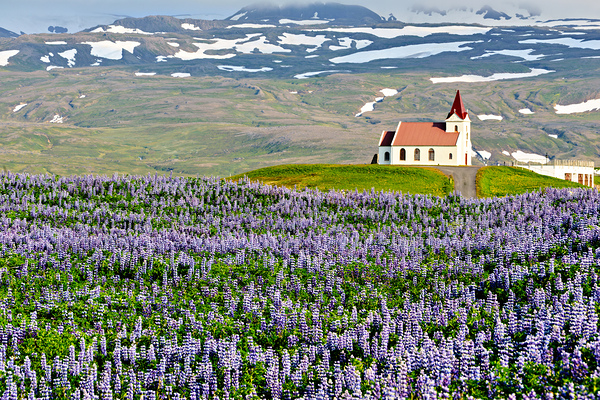 Ingjaldsoll church stands in a field of flowers in Iceland Digital Download
