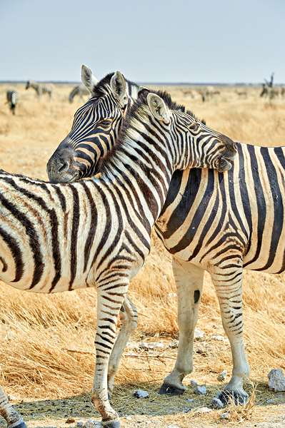 Zebras cuddle together in Etosha National Park in Namibia Digital Download