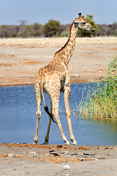 Giraffe drinks water at a waterhole in Etosha National Park Nami Digital Download