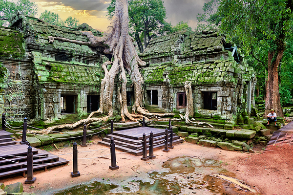 Ancient temple ruins overgrown by massive tree roots and moss. Digital Download