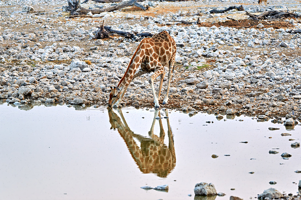 Giraffe drinks water at a waterhole in Etosha National Park Nam Digital Download